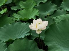 -陈家山荷花公园