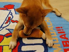-豆柴町-柴犬主题狗咖(红鼎国际C座店)