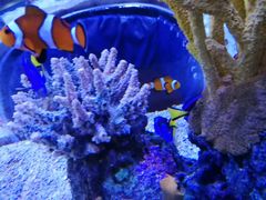 -瑞普利水族馆