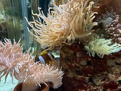 -太平洋海底世界