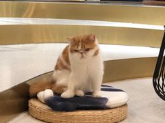 -飞行喵MR PILOT|猫舍·猫咖(静安大融城店)