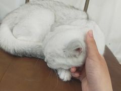 -共舞时光猫咖·狗咖(新街口店)