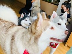 -Husky Go! 哈士奇体验馆·宠物咖啡厅狗咖