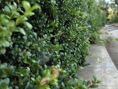 -梅溪湖城市岛