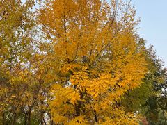 -永定河休闲森林公园