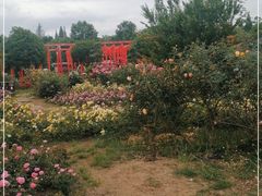 -都江堰玫瑰花溪谷