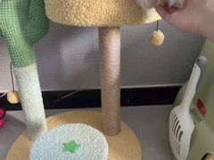 -欣宠猫屋·矮脚拿破仑·蓝金金渐层