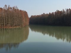 -上海海湾国家森林公园