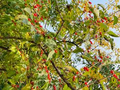 -北京西山国家森林公园