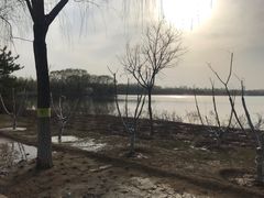 -大兴滨河森林公园