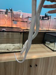 -Moni星球萌宠·小马宝莉·灵蛇·高端高阶全萌宠互动体验俱乐部(红豆国际广场店)