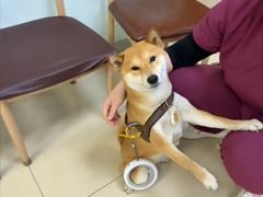 -宠福鑫动物医院(城北分院)