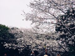 -武汉大学-樱园