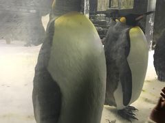 -悉尼海洋生物水族馆