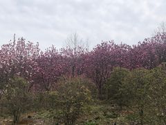 -冶父山国家森林公园