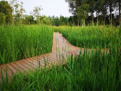 -东郊湿地公园