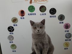-顺强宠物诊所·狂犬免疫·夜诊·骨科(嘉定店)
