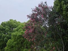 -美兰湖景区