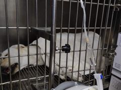 -北京观赏动物医院·24小时大型综合·猫专科·异宠专科
