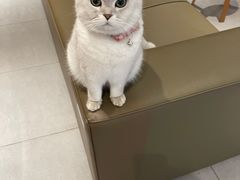 -上海普陀宝诚MINI4S店(红柳路店)