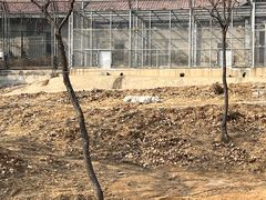 -石家庄市动物园