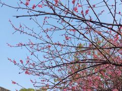 -八大山人梅湖景区