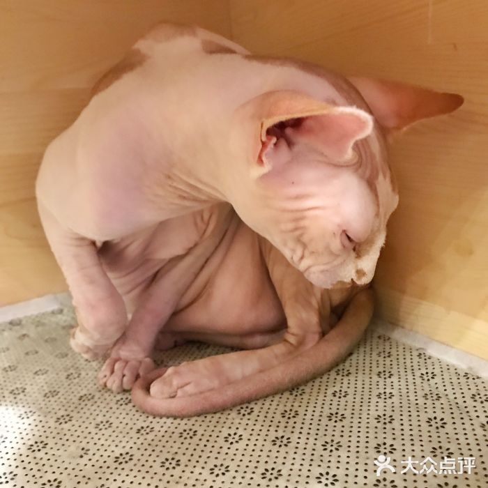 喵匠猫主题咖啡(凯德和平广场店)图片
