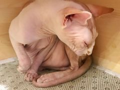 -喵匠猫主题咖啡(凯德和平广场店)