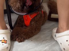 -瑞鹏宠物医院·普外科·影像科·皮肤科(城市山谷分院)