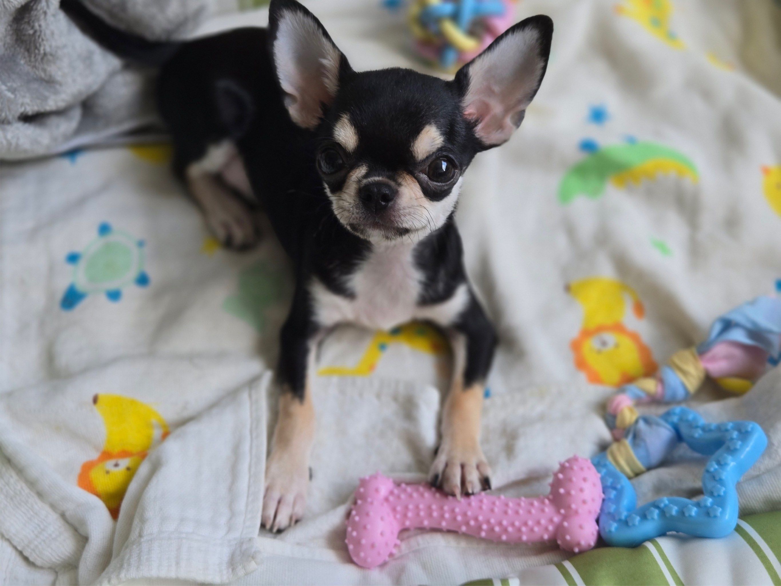 免费送全新狗窝,狗厕所,狗玩具