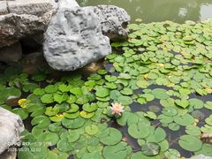 -芥子园