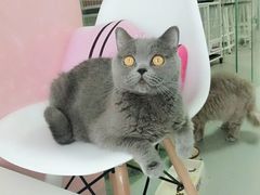 -我爱猫咪·猫咖·狗咖·安哥拉兔·羊驼咖(小寨华旗店)