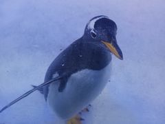 -芜湖新华联大白鲸海洋公园