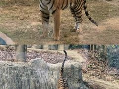-杭州野生动物世界