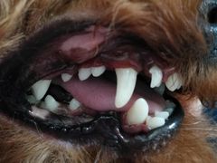 -菲丽丝宠物医院·24小时·猫科中心·免疫点(淮海分院)