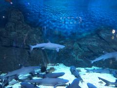 -烟台海昌鲸鲨海洋公园