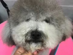 -宠福鑫康馨动物医院·骨科·眼科