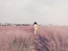-金卉庄园
