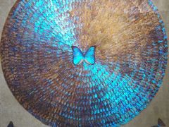 -上海昆虫博物馆