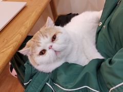 -滚猫咖啡·猫咖·猫友好撸猫(未来城店)