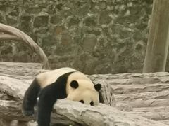 -都江堰中华大熊猫苑