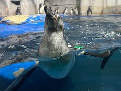 -太平洋海底世界