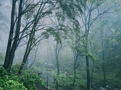 -王顺山国家森林公园