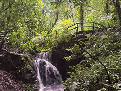 -莫里热带雨林景区