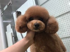 -顺强宠物诊所·狂犬免疫·夜诊·骨科(嘉定店)