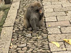 -苏州上方山国家森林公园