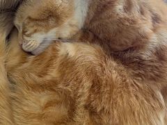 -平行世界·猫咖(首经贸店)