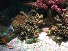 -暹罗海洋世界