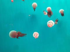 -多彩贵州城极地海洋世界