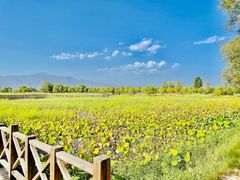 -野鸭湖国家湿地公园